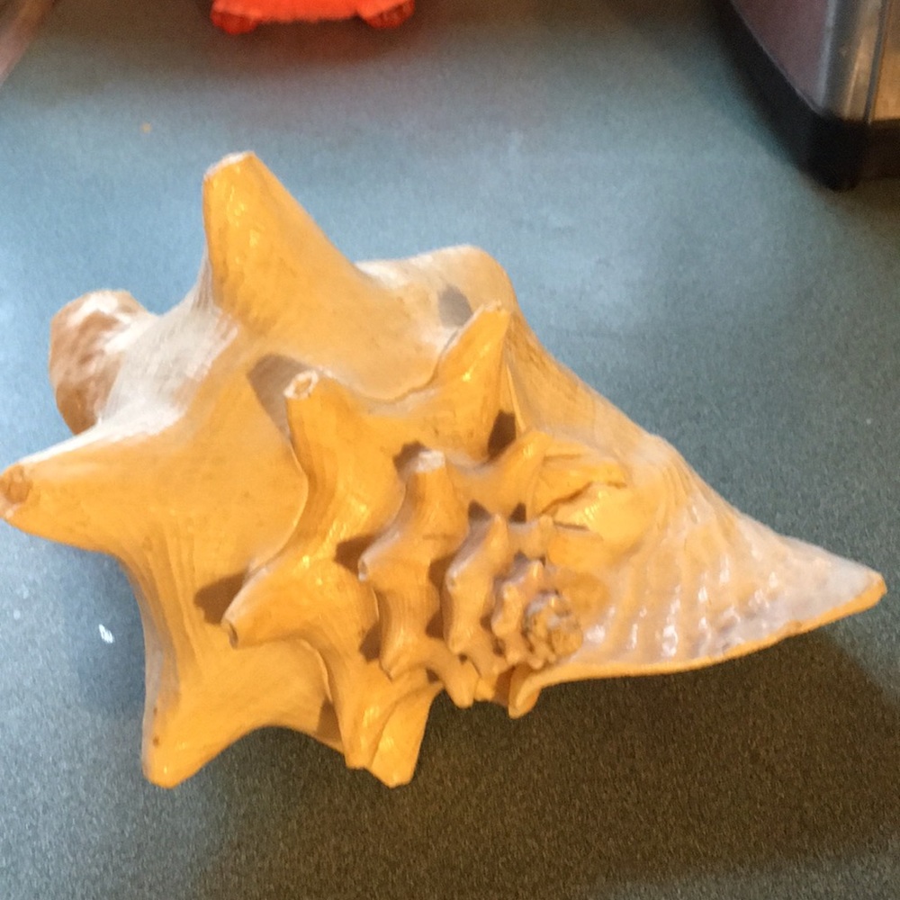 Seashell